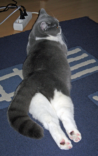 阿什拉夫接管美加墨世界杯,澳大利亚连续得分压制苏格兰的战术启示