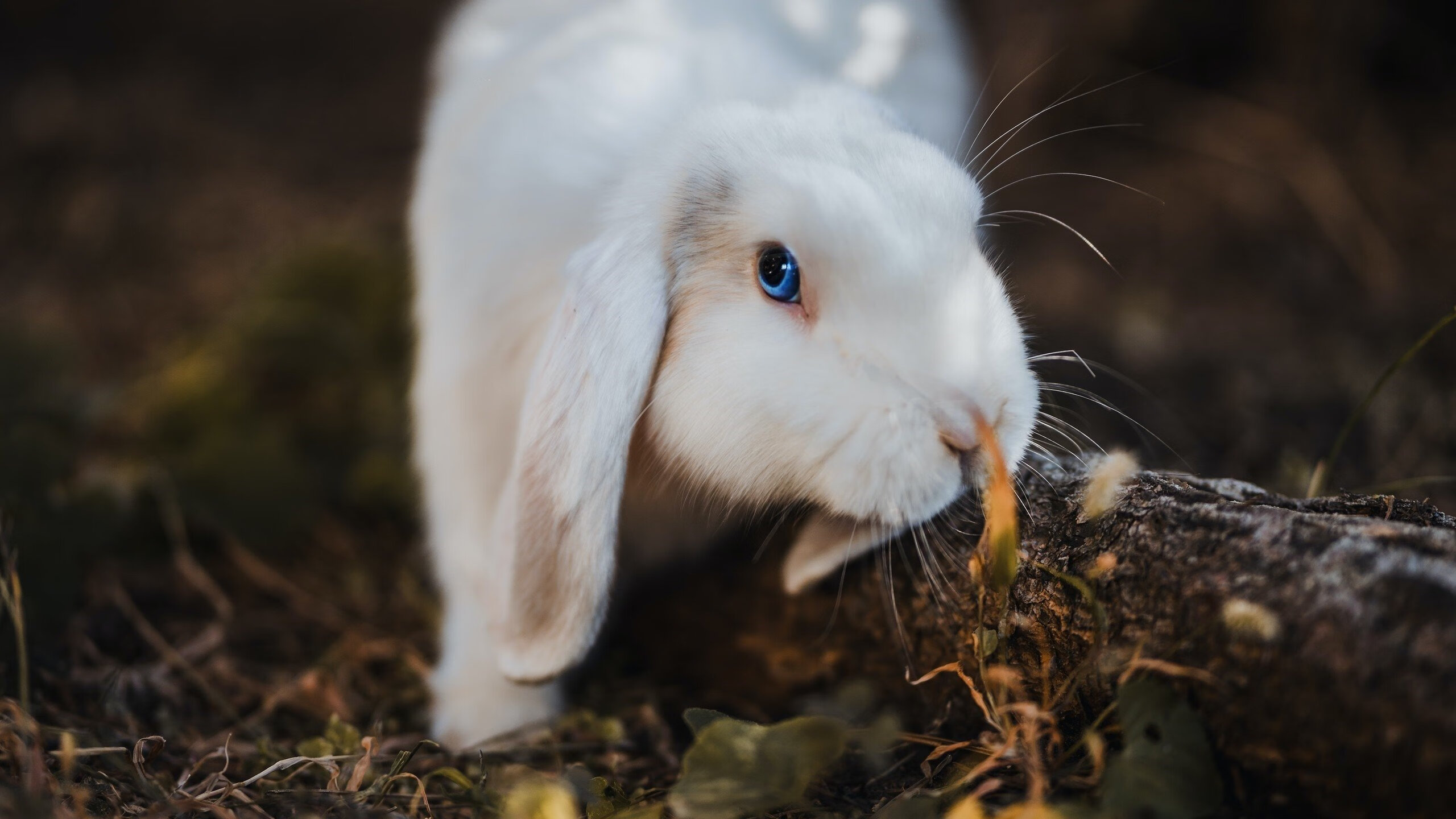 巴尔韦德统治全场，当法国战术智慧遇上加纳不屈意志